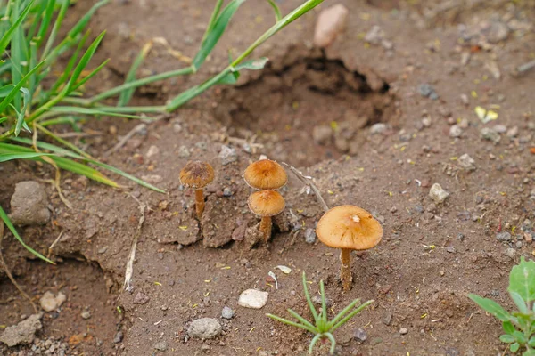 Funghi Selvatici Che Crescono Foresta — Foto Stock