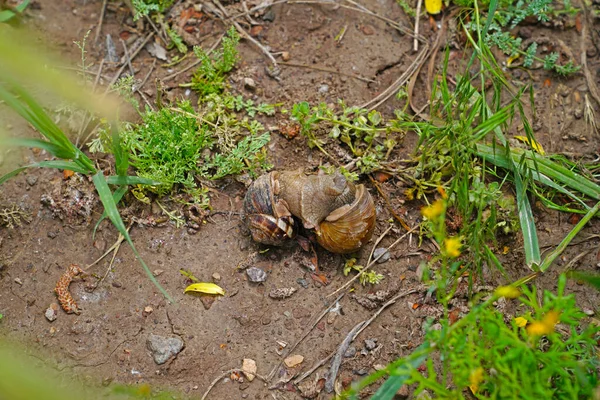 二つのカタツムリのキスや戦い — ストック写真