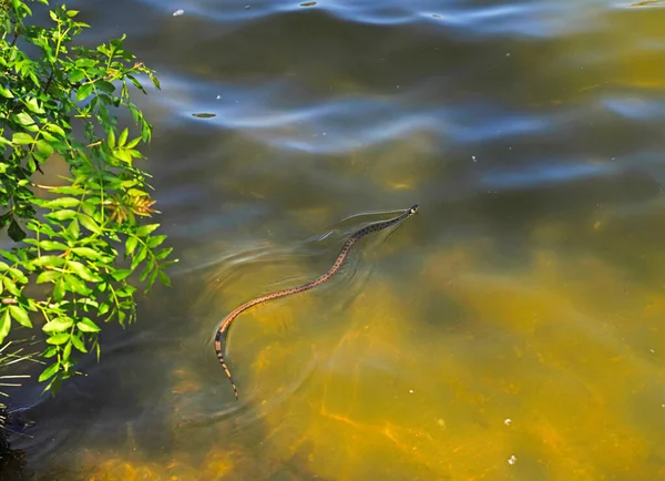 Natrysk Natryskowy Węża Trawiastego Pływający Wodzie Koło Drzewa — Zdjęcie stockowe