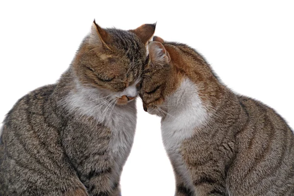 Zwei Gestromte Katzen Sitzen Und Kuscheln Sich Auf Isoliertem Weißen — Stockfoto