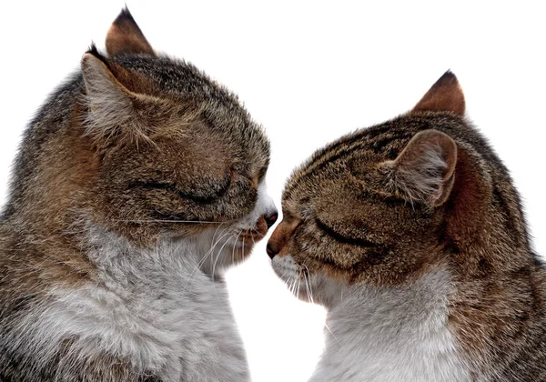 Пара Любящих Кошек Близки Друг Другу Изолированном Белом Фоне — стоковое фото
