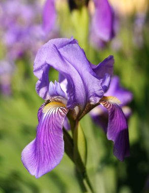 İridarius çiçeğinden yapılma sakallı bir iris çiçeğinin yakınında.