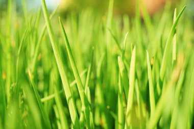 Sebze bahçesindeki yeşil soğan saplarının seçici odağı