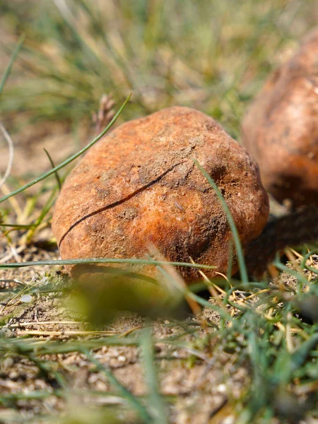 White truffle on ground