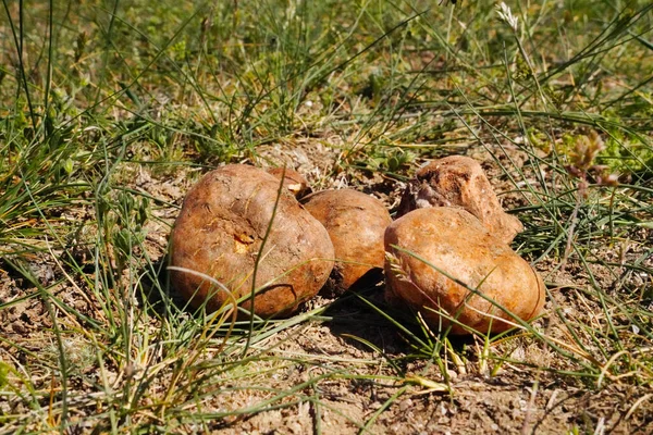 White truffles on ground