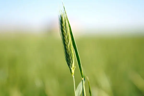 Самотнє Зелене Вухо Пшениці Зеленому Фоні — стокове фото