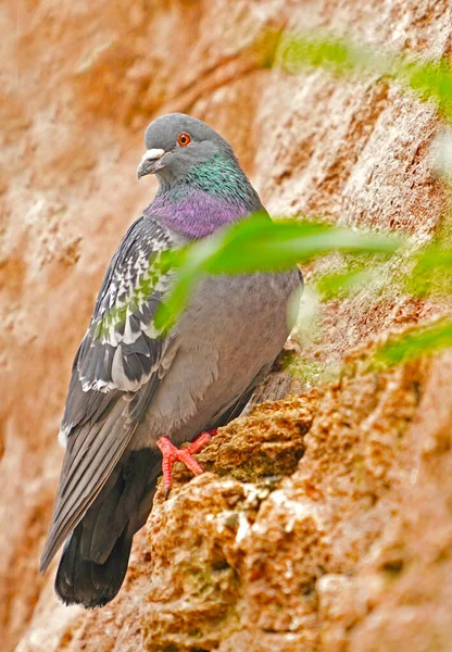 Pigeon Assis Sur Rocher — Photo