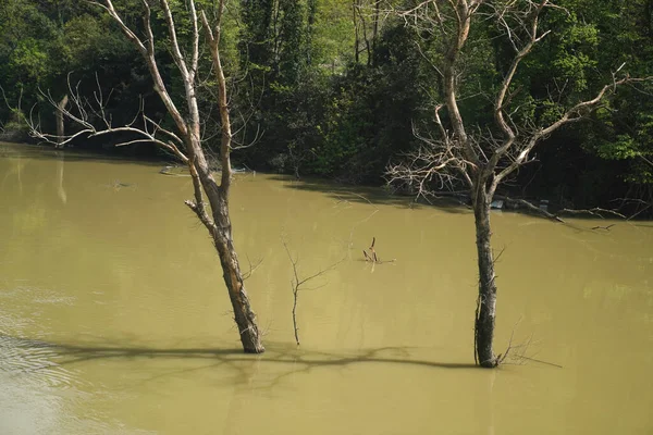 Martwe Dwa Drzewa Korycie Rzeki Powodzi — Zdjęcie stockowe