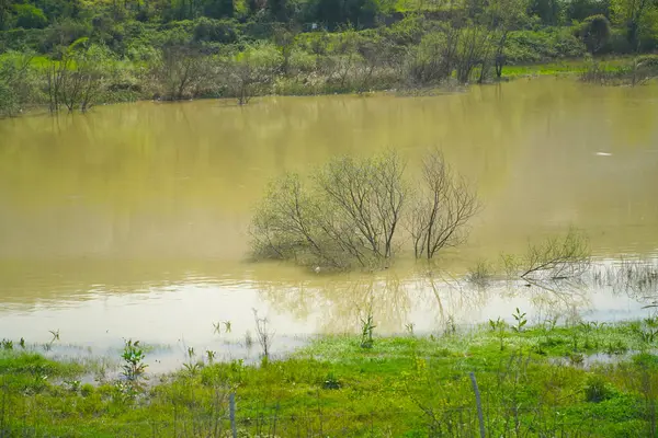 Árbol Con Rama Verde Lecho Del Río Después Inundación —  Fotos de Stock