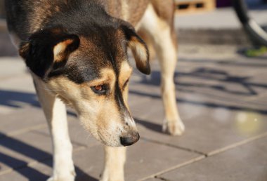 Sokak köpeği umutsuzca güneşin altında etrafına bakar.