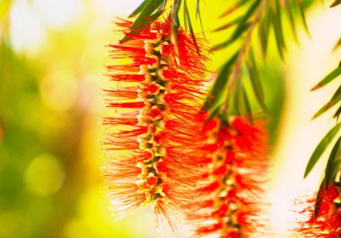 Kırmızı şişe fırçası Callisten on citrinus kırmızı küme seçici odak