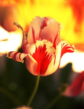 Papağan lalesi ve renkli arkaplan