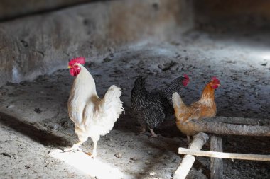 Kirli bir kümeste beyaz horoz sürüsü ve renkli tavuklar