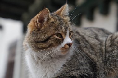 Yakın plan sevimli gri kedi, yorgun argın bakıyor.