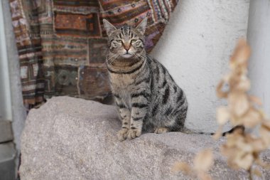 Güzel gri kedi kayada oturuyor ve yorgun görünüyor.