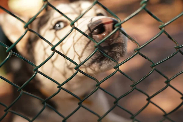 Verschwommener Sibirischer Husky Hund Schaut Sich Verzweifelt Hinter Dem Zaun — Stockfoto