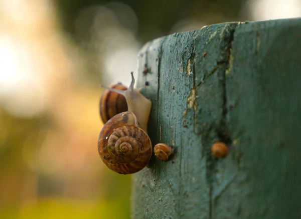 Concentration Sélective Famille Des Escargots Appréciant Bois — Photo