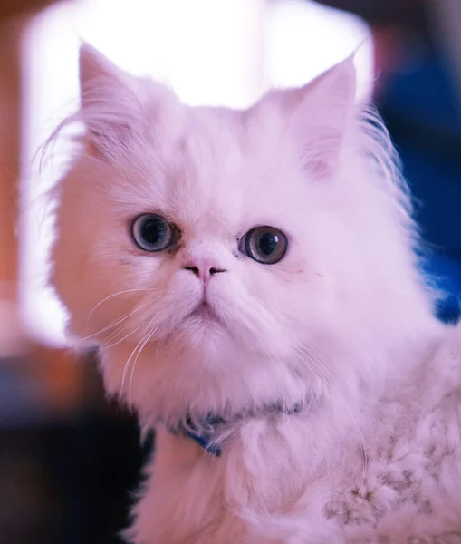 Cruz Raça Persa Van Turca Gato Branco Sentado Com Colarinho — Fotografia de Stock