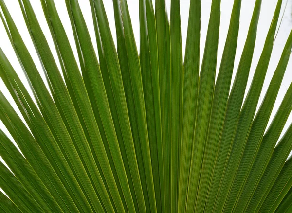 Текстура Зелёного Пальмового Листа — стоковое фото