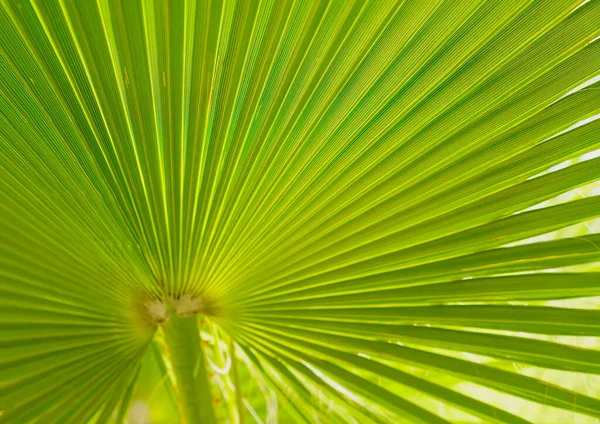 Texture Green Palm Leaf — Stock Photo, Image