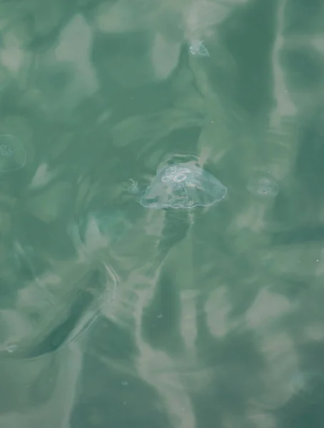 海面のクラゲ — ストック写真