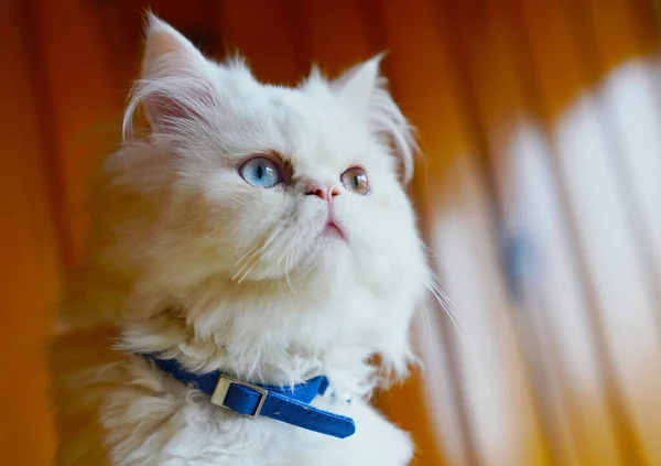 Pérsico Turco Van Gatos Cruzar Crianza Blanco Color Gato Con — Foto de Stock