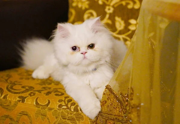 Persian Turkish Van Cats Cross Breed Sitting Sofa White Color — Stock Photo, Image