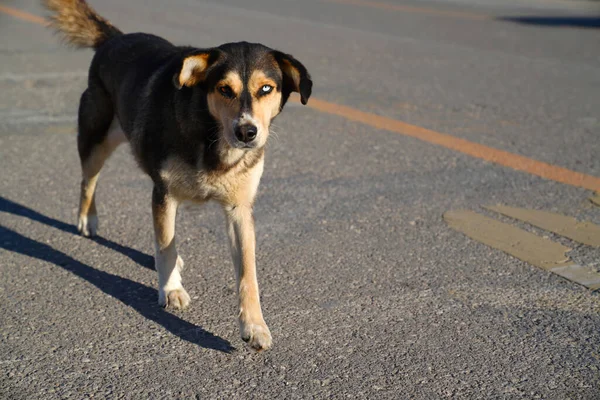 Straßenhund Mit Zwei Unterschiedlich Farbigen Augen Läuft Auf Asphalt — Stockfoto