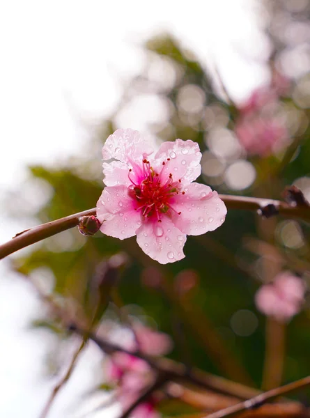 Свежий Молодой Розовый Цветок Чернослива Каплях Росы — стоковое фото