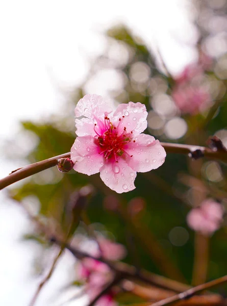 Hermosa Flor Rosada Fresca Joven Ciruelo Gotas Rocío — Foto de Stock