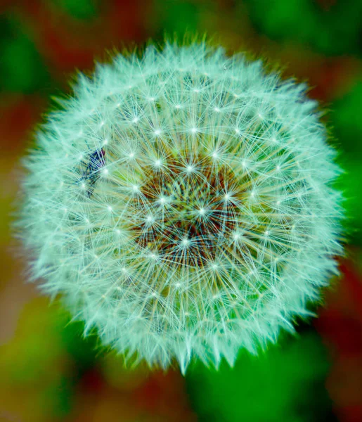 Stubenfliege Gemeine Fliege Einer Löwenzahnblüte Pusteblume Gefangene Fliege Von Löwenzahn — Stockfoto