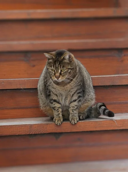 Tlustá Kočka Sedí Dřevěném Schodišti Dívá Zvědavýma Očima — Stock fotografie