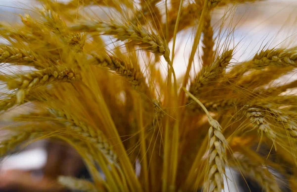小麦穗的选择性集中 — 图库照片