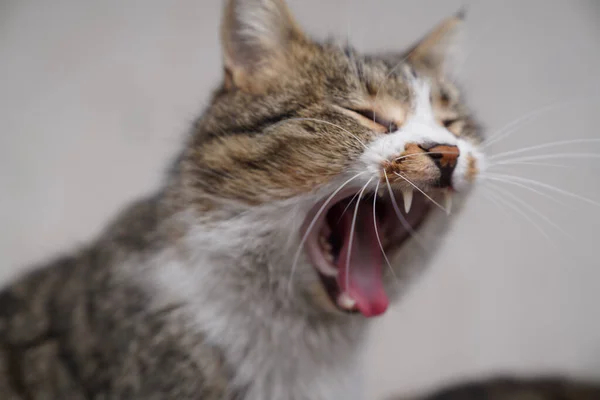 Gros Plan Joli Chat Gris Bâillement — Photo