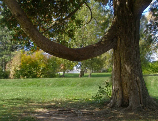 Branch Grows Tree Similar Human Erect Penis — Stok fotoğraf