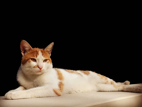 Hermoso Gato Color Blanco Marrón Acostado Perspectiva Sobre Mármol Blanco —  Fotos de Stock