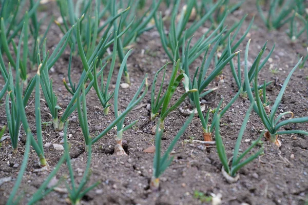 Cipolle Primavera Giovani Che Crescono Terreno Incrinato Giardino — Foto Stock