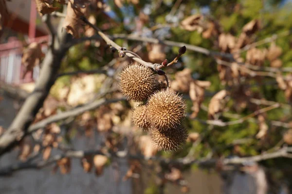 扁平树 种子球 — 图库照片