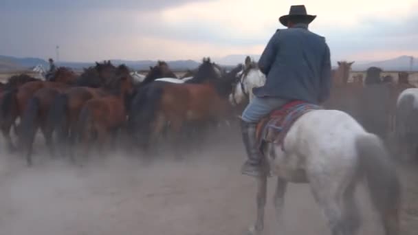 Länsimaiset Cowboyt Ratsastamassa Koirien Kanssa Pölyssä Hevonen Seisoo Takajaloillaan Cowboy — kuvapankkivideo