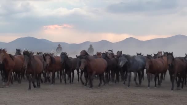 Batılı Kovboylar Köpekleri Tozlu Atlara Biniyor Arka Ayaklarının Üzerinde Duruyor — Stok video