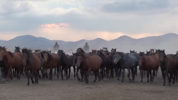 Västerländska Cowboys Rider Hästar Med Hund Damm Häst Stående Bakbenen — Stockvideo