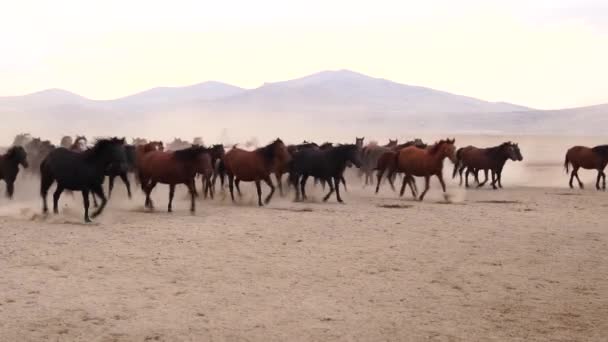 Zachodni Kowboje Koniach Psem Pyłach Koń Stojący Tylnych Nogach Kowbojem — Wideo stockowe