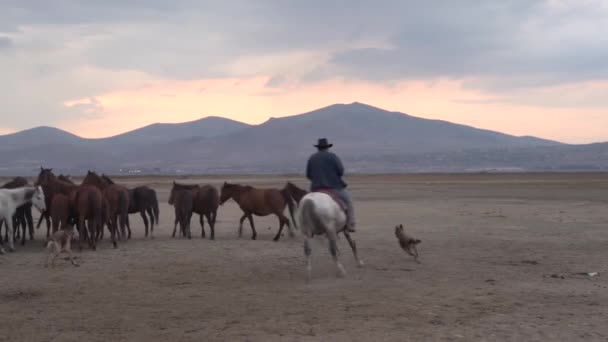 Západní Kovbojové Jezdí Koních Psem Prachu Kůň Stojí Zadních Nohách — Stock video