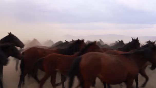西部のカウボーイはほこりで犬と馬に乗っている カウボーイと一緒に後ろ足に馬が立って — ストック動画