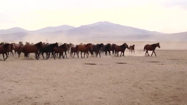 西方牛仔骑着马带着狗在尘土中 和牛仔站在后腿上的马 — 图库视频影像