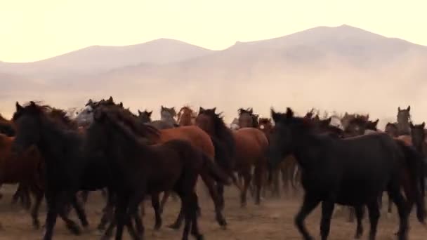 Západní Kovbojové Jezdí Koních Psem Prachu Kůň Stojí Zadních Nohách — Stock video