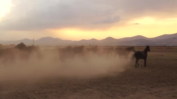 Koboi Barat Naik Kuda Dengan Anjing Debu Kuda Berdiri Kaki — Stok Video