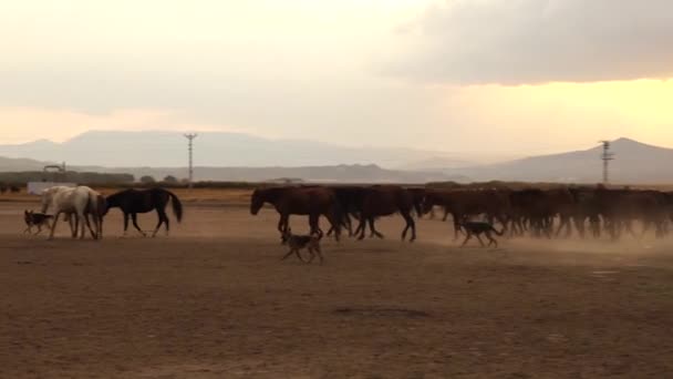 西部のカウボーイはほこりで犬と馬に乗っている カウボーイと一緒に後ろ足に馬が立って — ストック動画