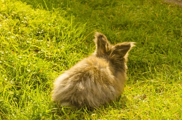 Decoratieve konijn op groen gras — Stockfoto