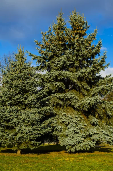 Evergreen spruce — Stock Photo, Image